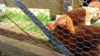 Metal chicken