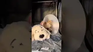 SNUGGLE PUPPY FOR ANXIOUS DOGS || THINGS YOU DIDN’T KNOW YOU NEEDED PT 126