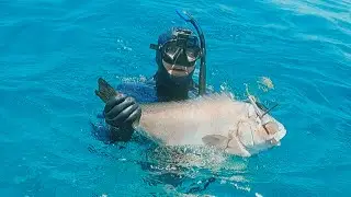 Tropical Island Spearfishing