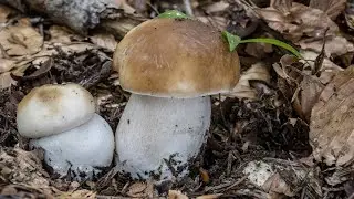 Porcini | La grande e immensa fungaia!