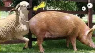 How Sheep and Pigs Live Peacefully on the Same Farm
