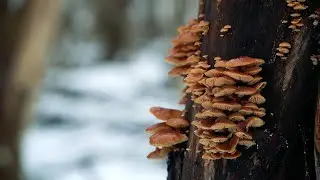 Beautiful Creek In Winter (Short Film) / Ambient Music