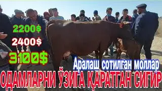 21.04.2021 ЧИРОҚЧИ ЧОРШАНБА МОЛ БОЗОРИДАН РЕАЛНИЙ СОТИЛГАНЛАР