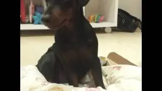 Моня моя собачка