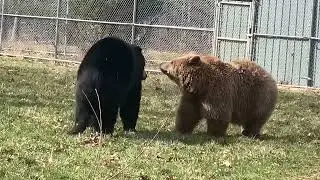 Some spring feistiness! Frankie (black bear) and Jenny (syrian brown bear) play fighting!