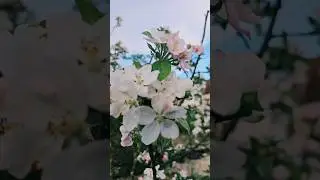 все цветёт, радует глаза 