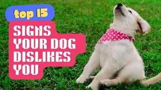 Think Your Dog Loves You? 15 Signs That Say Otherwise