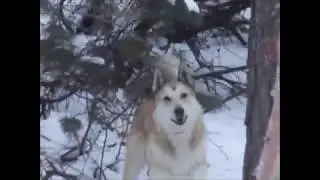 Охота на соболя с лайкой