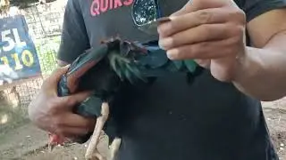 MABISANG GAMOT SA SIPON NG MANOK 💯 EPEKTIBO# Doplosovlog#gamotsamanok#siponngmanok