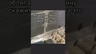 Пшеницу в Китай,хлеб из мух россиянам 