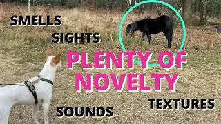 Sensory Enrichment for Dogs #dogenrichment #canineenrichment