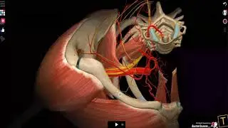Anterior Suprascapular nerve block