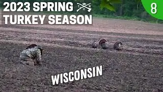 THE LAST RESORT | PERSPECTIVE ON FANNING TURKEYS