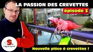 Crevettes d'aquarium : Laurent a installé une pièce dédiée aux crevettes. 🦐