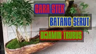 Cara Stek Batang Serut Dijamin Trubus#bonsai serut#bonsai
