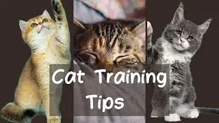 Basic Cat Training Tips: A Beginner's Guide to Cat Training
