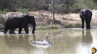At The Hippo Pool - Amazing Game Viewing