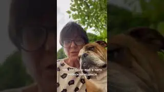 Домашние животные - не мебель
