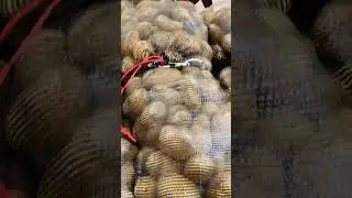Есть ли картошка в Африке🥔🍟🍠 