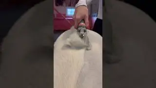 Satisfying video😍 Horse clipping🐴 