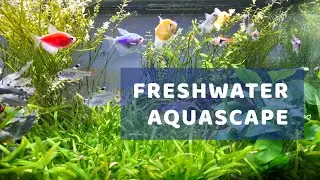 Coloring Ornamental Fish on Freshwater Aquascape on 60x30x35 cm Tank