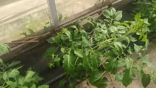 Продолжение  видео  