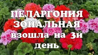 Пеларгония зональная//Герань//Посев семян
