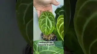 Anthurium boxes bring me so much joy! 