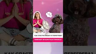 Как помочь собаке пережить жару? Полный выпуск уже на канале