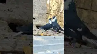 beautiful pigeon status 🕊️🥰 #pigeon #pigeontraining #viral #youtubeshorts #kabutar #kabutarbaz