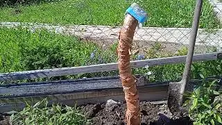Эксперимент с алоказией крупнокорневой