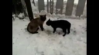 Драка котов# 07 на снегу