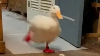 The Running Duck
