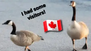 Had some visitors & they had a fight! LOL 😂😂