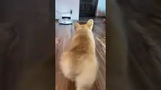 Корги попу как у Ким | jokeswithanimals_ | Тик Ток 