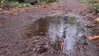Rainforest Thursday in November