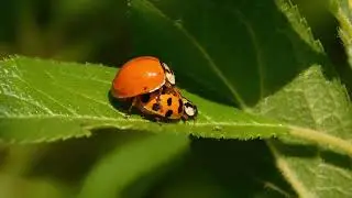 из жизни Harmonia axyridis