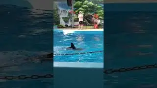 дельфинарий Немо анапа часть1