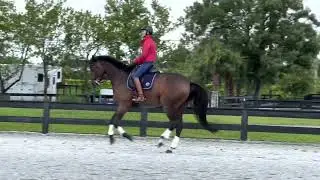 Quinta playing in the puddles! June 2022