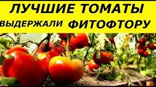 ЛУЧШИЕ ТОМАТЫ СЕЗОНА ВЫСТОЯВШИЕ ПОД ФИТОФТОРОЙ/ СМОТРЕТЬ НА 2 СКОРОСТИ.