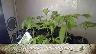 Time lapse of cannabis seedlings: FAIL!