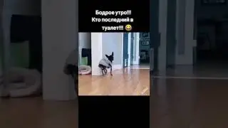 Бодрое утро. 