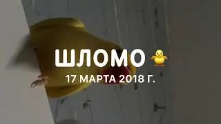 Шломо – говорящий ожереловый попугай 💛