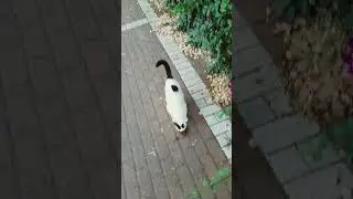 КОТ ДЖЕФФ И КОМПАНИЯ