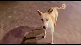Dogs lover  #shorts #doglover #dogs