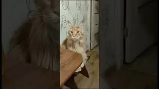 еду за солярой