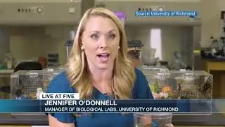 University of Richmond's Maleficent Spider Story by NBC12