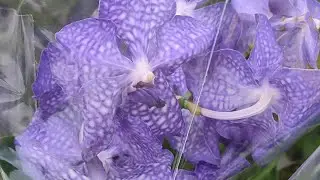 14.06.24.Планета лета 🌺