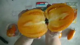 Дегустация 2024   № 19