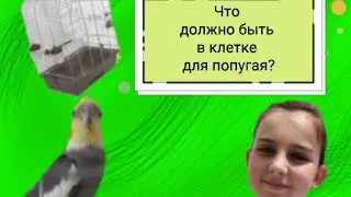 Что должно быть в клетке для попугая?